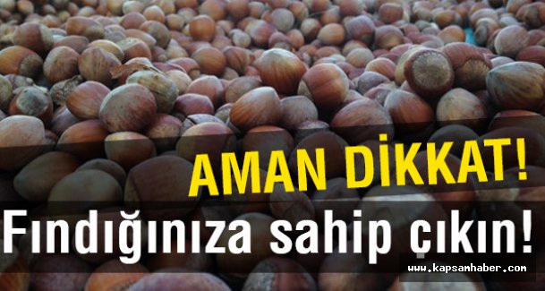 Fındığınıza sahip çıkın!