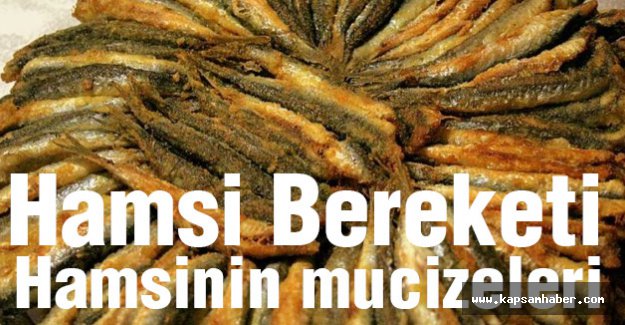 Karadeniz'de hamsi bereketi