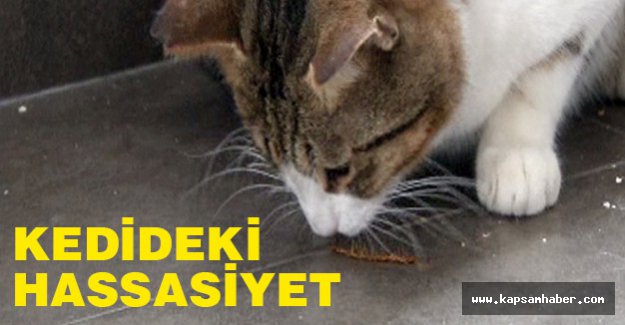 Kedideki Hassasiyete Bakın