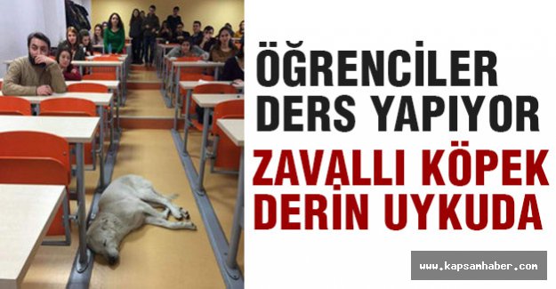 köpek, sınıfta uyuyakaldı