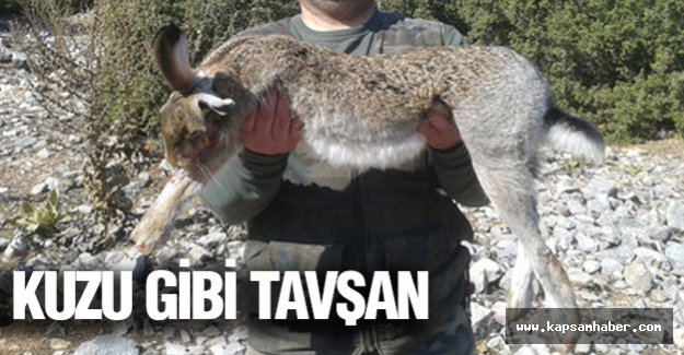 Kuzu gibi tavşan...