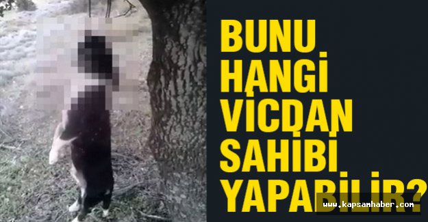 Bunu hangi vicdan sahibi yapabilir?