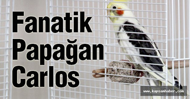 Fanatik Papağan Carlos...