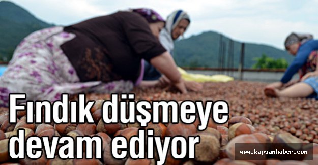 Fındık düşmeye devam ediyor