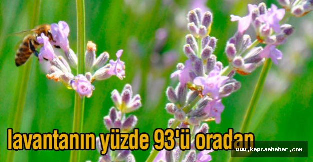 Lavantanın yüzde 93'ü oradan