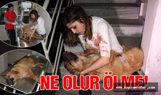 'Ne olur ölme' diyerek gözyaşı döktü