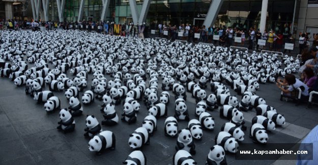 1600 panda" Tayland’da