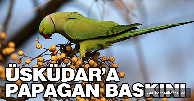Üsküdar’a Papağan Baskını