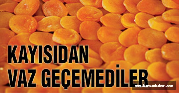 Kayısıdan vazgeçemediler
