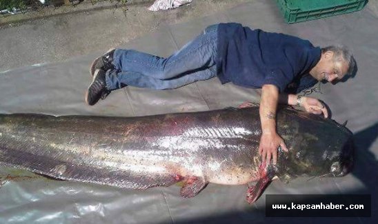 Meriç Nehri'nde oltayla dev bir yayın balığı yakaladı
