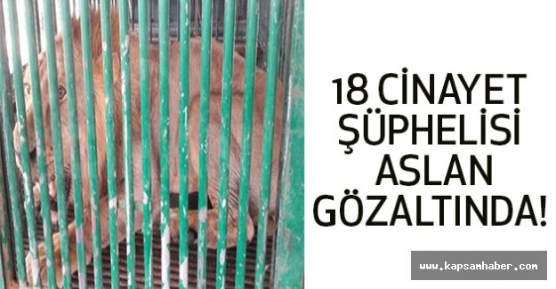 18 cinayet şüphelisi aslan gözaltında!