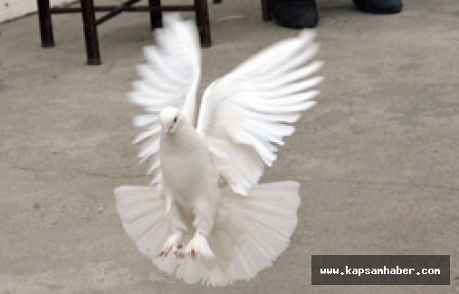 Sevdalıları, güvencinlere çocukları gibi bakıyor