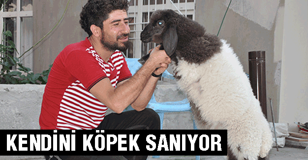 Kendini Köpek sanan Koyun...