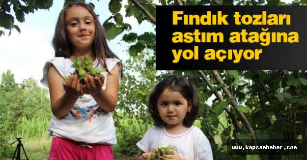 Fındık Tozları Astım Atağına Sebep Oluyor