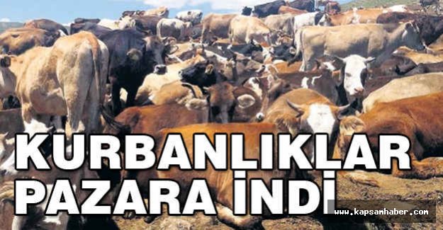 Kurbanlıklar Pazara İndi