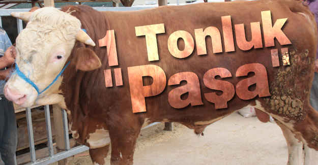 1 Tonluk "Paşa"