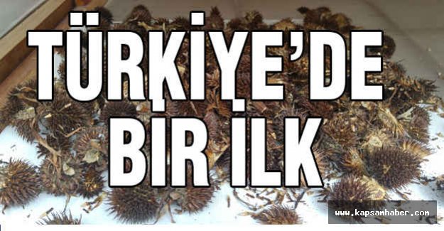 İthal Tohumlara Karşı Doğal Tohum