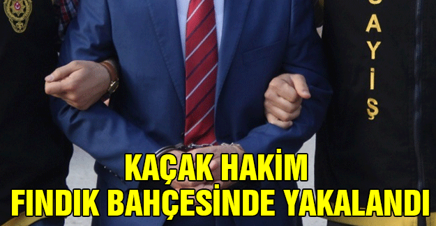 Kaçak Hakim Fındık Bahçesinde Yakalandı