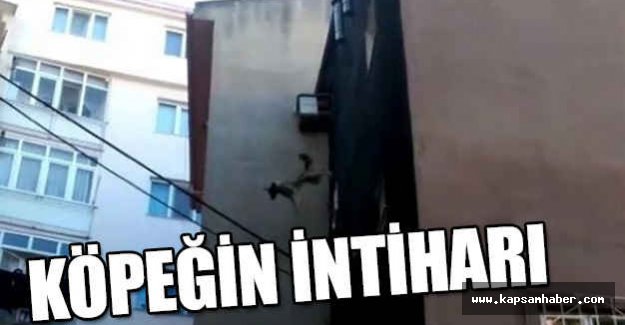 Köpek 5. Kattan Aşağı Atladı
