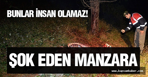 Bunlar İnsan Olamaz!