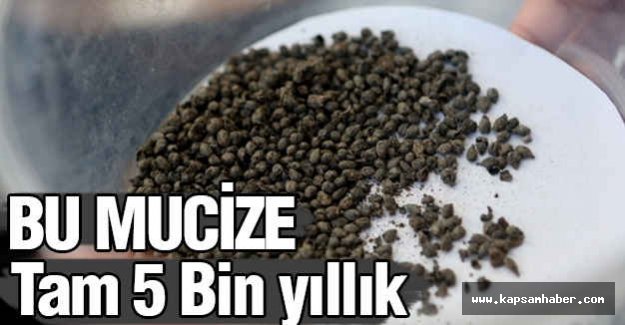 İzmir'de 5 Bin yıllık Mucize Ortaya Çkarıldı