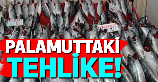 Palamutta Tehlike...