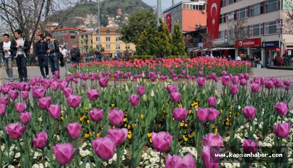 Giresun'da Laleler Çevreye Güzellik Kattı