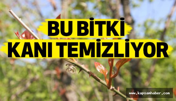 Bu Bitki Muhteşem: Kanı Temizliyor