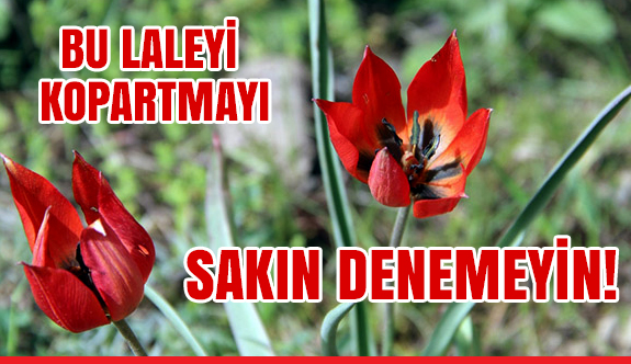 Bu Laleyi koparmanın cezası dudağınızı uçuklatacak