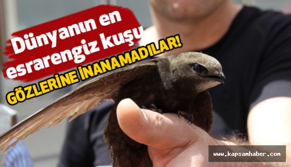 Dünyanın en esrarengiz kuşunu görenler çok şaşırdı