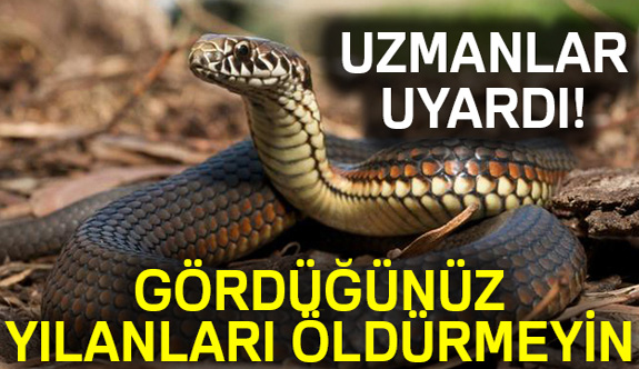 Gördüğünüz Yılanları Öldürmeyin