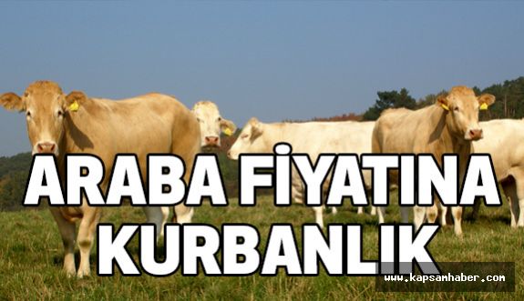 Araba Fiyatına Kurbanlıklar