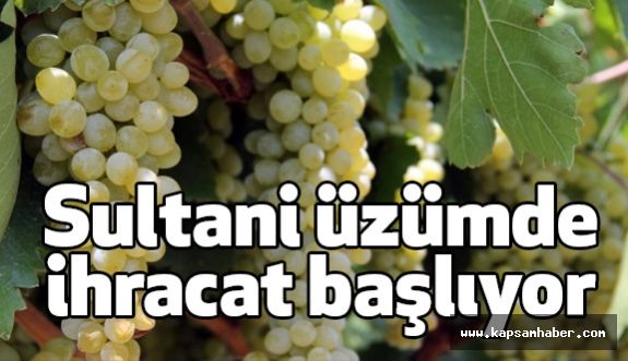 Manisa'nın Meşhur Sultani Üzümde İhracat Başlıyor