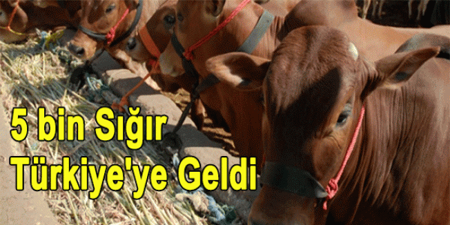 5 bin Sığır Türkiye'ye Geldi