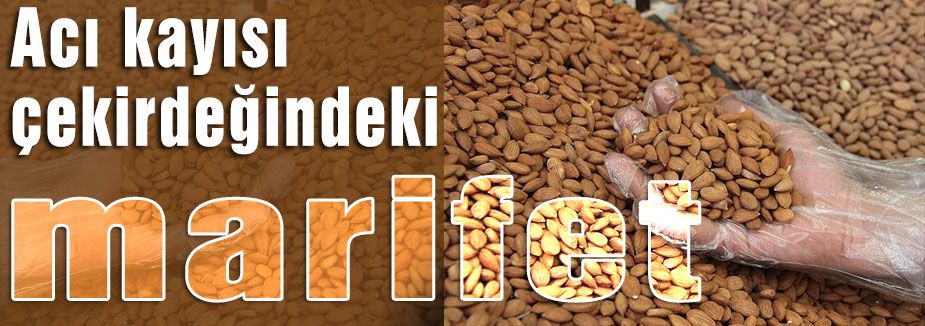 Acı kayısı çekirdeğindeki marifet