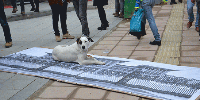 Ak Saray'a köpekli protesto