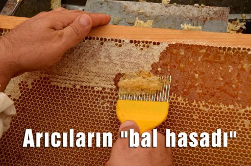 Arıcıların