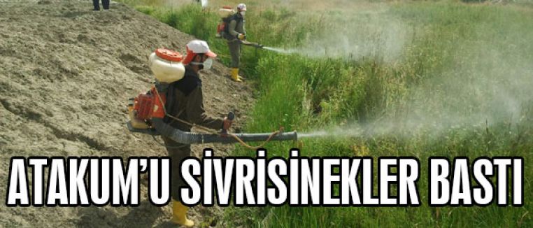 ATAKUM'U SİVRİSİNEKLER BASTI