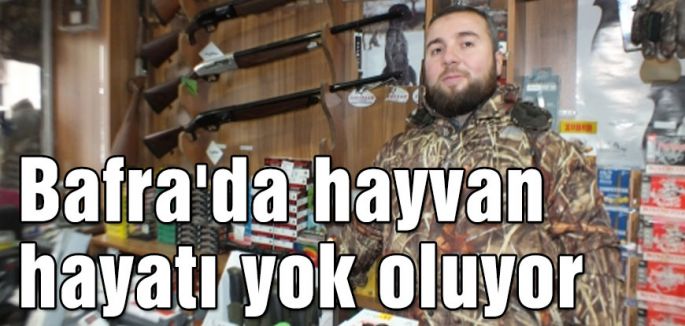 Bafra'da hayvan hayatı yok oluyor