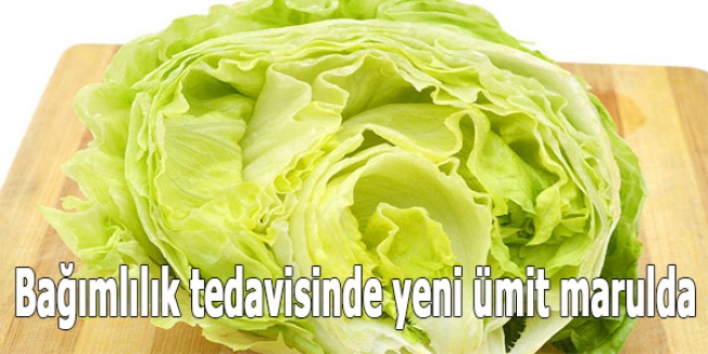 Bağımlılık tedavisinde yeni ümit marulda