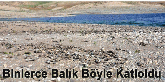 Binlerce Balık Böyle Katoldu...