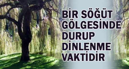 BİR SÖĞÜT GÖLGESİNDE...