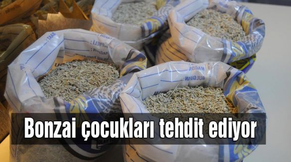 Bonzai çocukları tehdit ediyor