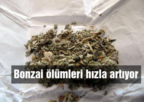 Bonzai ölümleri hızla artıyor