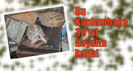 Bu Kaplumbağa 30 yıl hayatta kaldı!