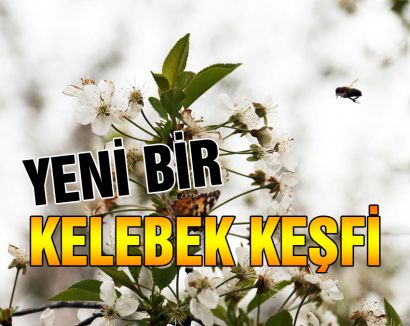 Bu kelebek yeni keşfedildi