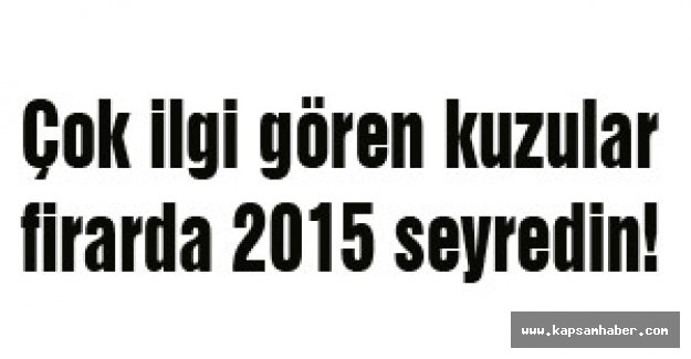 Çok ilgi gören kuzular firarda