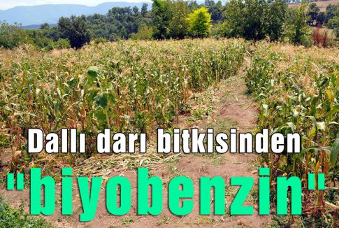 Dallı darı bitkisinden