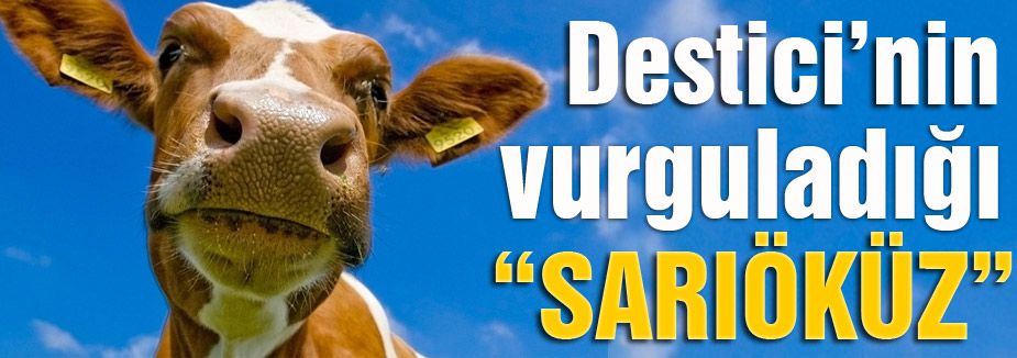 Destici'nin “SARIÖKÜZ“ Ü