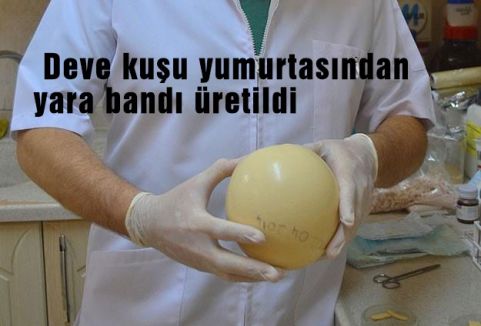 Deve kuşu yumurtasından yara bandı üretildi